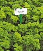 Die fein-gekrauste ‘Xenon’
(‘E 93.2518’) mit gleichmäßigem
Schnitthorizont für beste
Bündelqualität