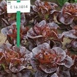 Ideal für Mischpackungen mit
roten und grünen Mini-Romanas
geeignet ist die Sorte
‘E 16.1014’.