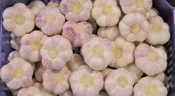 Knoblauch zhlt zu den traditionell und auf Grund von Erfahrungswerten
zur Behandlung von Erkrankungen eingesetzten Pflanzenarten.