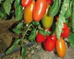 Die San Marzano-Tomate
’Lancelot‘, F1, bringt Früchte
mit 90 bis 100 g Gewicht, die
sehr schön ausfärben.