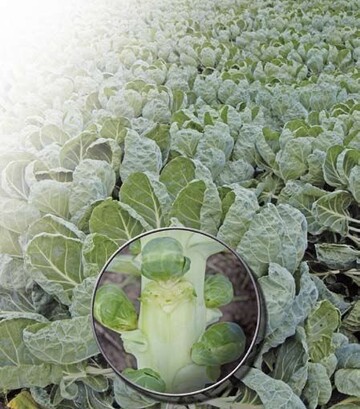 Rosenkohl auf 100 ha Anbauflche ist die Spezialitt des Betriebs
Eric Mller in Helse.