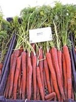 Lang und lecker ist die
Möhre‘
Ibiza’.