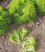 Einer der „
Multileaf“-Salate,
die mit einem Schnitt
küchenfertig sind.