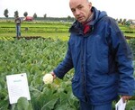 Blumenkohl ‘Steady’ im Abstand von 30 x 30 cm gepflanzt, „optimal
wäre ein noch etwas kleinerer Kopf“, sagt Wolfgang Ott.