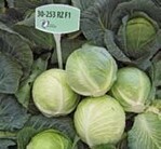 ‘30–253 RZ’ wächst aufrechter
als ‘Marcello’