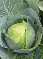 ’Squadron‘ ist ein groß fallender
Lagerkohl mit guter
Standfestigkeit.