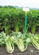 Stangensellerie ‘Rumba’ bildet
mittellange Blattstiele
aus.