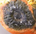 Auf den durch Didymellabryoniae
verursachten
schwarzen Faulstellen mit
eingesunkener Mitte sind bereits
mit bloßem Auge, die
kugelförmigen Pyknidien des
Pilzes zu sehen. Der schleimige
Belag besteht aus den
Sporendes
Pilzes.