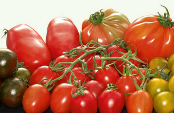Tomaten in ihrer Formen- und Farbenvielfalt enthalten Wirkstoffe, die bei Magenkrebs antikanzerogen wirken.