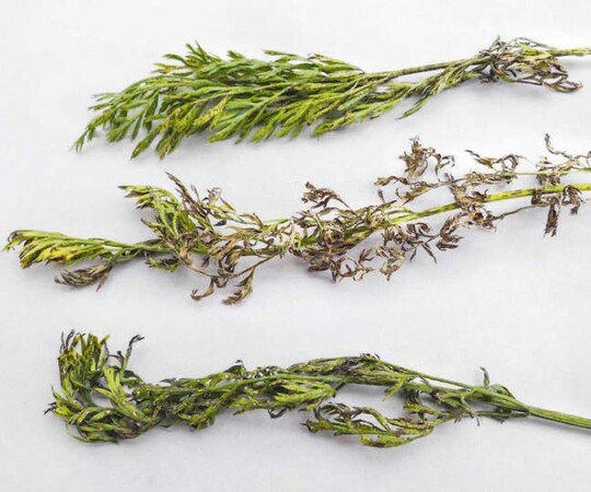 M�hrenbl�tter mit unterschiedlich stark ausgepr�gter Sch�digung durch den Blattfleckenerreger Cercospora carotae