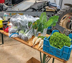 Zum Beruf des Gemüsegärtners gehört es auch, Schad- und Krankheitsbilder sowie ihre Verursacher zu erkennen. An der Station Pflanzenschutz durften die Azubis verschiedene Pflanzenkrankheiten bestimmen sowie Fragen rund um den Anwenderschutz, Spritzdüsen und Pflanzenschutzgeräte beantworten.