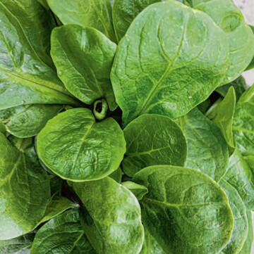 In Feldsalat kann zeitlich begrenzt das Mittel Proman verwendet werden.