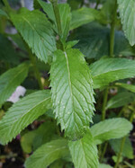 Je nach Verwendung kommen andere Minzarten zum einsatz.