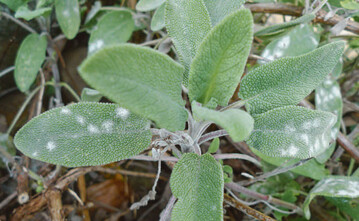 Weie, rundliche Flecken auf der Triebspitze von Salvia officinalis durch Golovinomyces neosalviae.