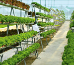 Im Netzwerk AgrarCycle sollen Lösungen für die vertikale Pflanzenproduktion entwickelt werden.