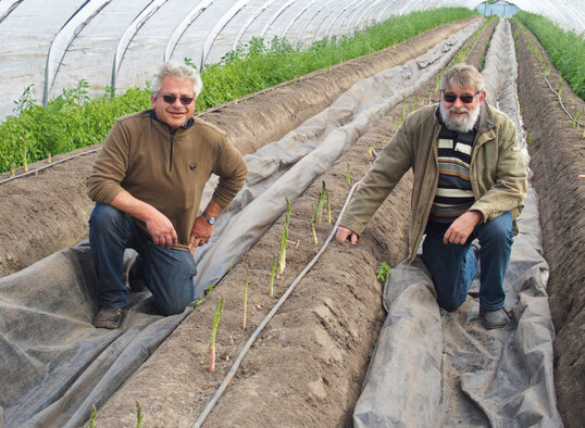 Die Tftler Winfried und Johannes Derksen kultivieren einen Teil ihres Spargels in ganzjhrig stehenbleibenden FVG-Tunneln und freuen sich ber die frhe Ernte.