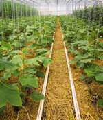 Gurkenbestand gepflanzt in vorab ausgebrachtem Silagemulch Anfang April.