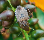 Noch kein wirksamer Pflanzenschutz gegen die Marmorierte Baumwanze, welche als invasive Art Gemüsekulturen, wie zum Beispiel Bohnen, Paprika, Tomate und Gurken, bedroht.