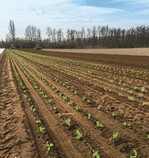 4-reihige Salatpflanzung im Frühjahr 2020. Mit Bänderpflanzmaschinen können 5-reihig circa 30.000 Pflanzen je Stunde gesetzt werden.