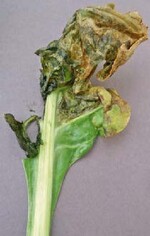 Verfaultes Blatt nach demBefall mit der Rübenfliege durchsekundäre Fäuleerreger.