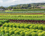 Der Gemüsebau ist in der Schweiz wichtig. Er sorgt für eine Wertschöpfung von 14 % auf 1 % der landwirtschaftlichen Nutzfläche.