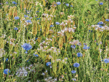 Nachhaltigkeit und Biodiversitt sind kompliziert zu messen.
