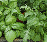 In zwölf Projektbetrieben werden im Rahmen des TerÖko-Projekts torfreduzierte und torffreie Substrate untersucht.