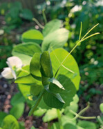 Auch Erbsen und Buschbohnenwerden in die weiterenNotfallgenehmigungender BundesfachgruppeGemüsebau zum WirkstoffMetalaxyl-M aufgenommen.