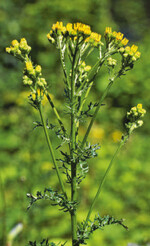 Im Arznei- und Gewürzkräuteranbau gilt es, pyrrolizidinalkaloidhaltige Unkräuter zu vermeiden.