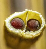 Querschnitt durch eine Pak-Choi-Schote.