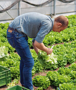 Die Azubis werden am Prüfungstag hinsichtlich qualitativer und quantitativer Kriterien beurteilt. Bei der Ernte sollte das Messer griffbereit sein.