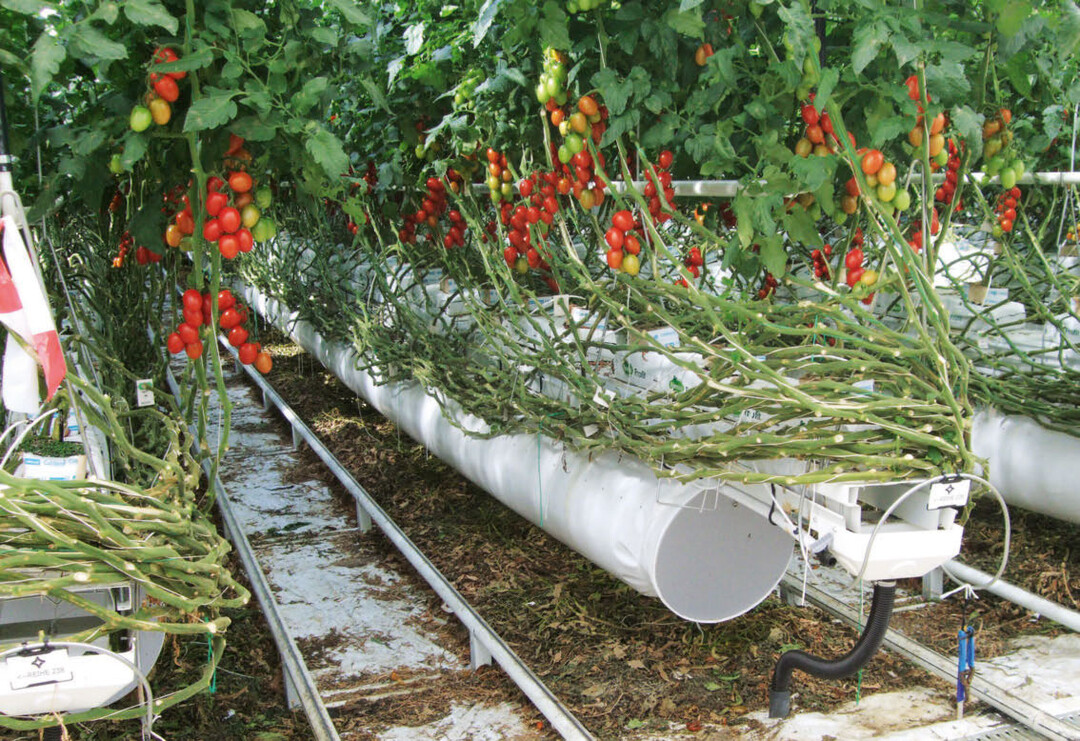 Über die großen Folienschläuche neben den Substratsäcken fließt die vom Air-Energy-System (Ammerlaan) entfeuchtete und erwärmte Luft wieder ins Gewächshaus zurück.