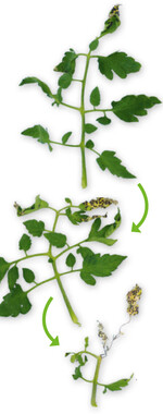 Von oben nach unten zunehmende Befallsstärke nach einer infektion mit dem Pilz Septoria lycopersici.