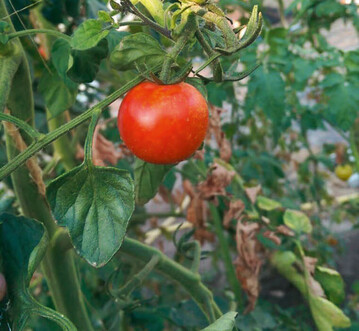 oberflchliche, orange-gelbe Kratzer sind charakteristisch fr den Befall durch thripse an tomatenfrchten.
