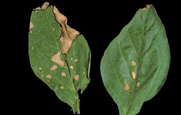 1 Toxinflecken an Paprikablttern