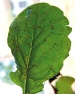 Blattflecken an Radies, hervorgerufen
durch bakterielle Schaderreger