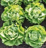 Schwere Köpfe in guter Qualität
bei der Sorte ‘Lucan’