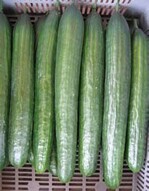 Gurken der Sorte ‘Bellica’ bildeten
keinen Flaschenhals.