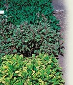 Die Inhaltsstoffe von Salbei sind
interessant für Medizin, Kosmetik
und Lebensmittelindustrie.