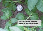 Das Tensiometer zeigt: Oberflächlich ist dieser Boden trocken, aber im
Wurzelraum ist die Bodenfeuchte richtig.