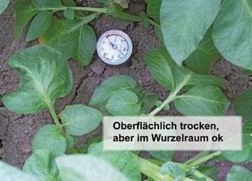 Das Tensiometer zeigt: Oberflchlich ist dieser Boden trocken, aber im
Wurzelraum ist die Bodenfeuchte richtig.