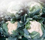 Pflanzen der Sorte ‘Synergy’ bildete besonders feste Blumen.