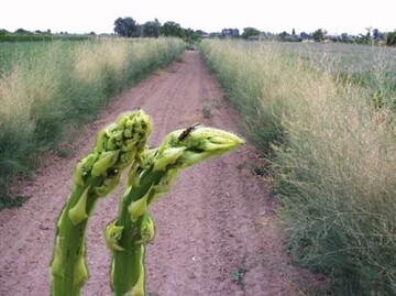 Starker Befall mit Spargelhhnchen kann auch bei Ertragsanlagen zu
groenLaubverlusten
fhren. Fra und Eiablage des Spargelhhnchens
verhindernoft
die Vermarktung von Grnspargel.
