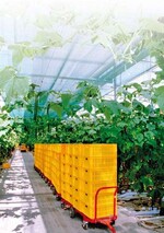 Beim erdelosen Anbau von Gurken empfiehlt es sich, die Salzkonzen-
tration
in der Nährlösung zu verringern; warum, das wird im Beitrag
über Versuche in Griechenland
berichtet.