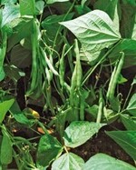 1 Buschbohnen zur Erntezeit auf
dem Versuchsfeld in Straußfurt