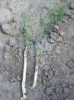 Vor allem bei Junganlagen mit ihren
dünneren Trieben fallen die Schäden
durch Erdraupen stärker aus.