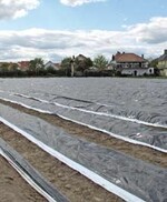 1 Bei einfacher Folienbedeckung
lassen sich computergestützt die
Dammtemperatur und die Ertragshöhe
bei Spargel durch das beschriebene
Modell vorhersagen.