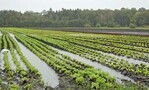 Salatfelder unter Wasser? Mit dem verstärkten Auftreten von
Klimaextremen ist zukünftig zu rechnen.