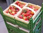 Die neue Transportkiste für
Erdbeerschälchen und Körbe
von Bekuplast
