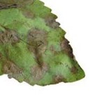 Papierartig nekrotisierte, in
der Mitte aufgerissenen Blattflecken
durch einen Befall mit
Corynespora cassiicola auf
Blättern des „Heiligen Basilikums“
Ocimum tenuiflorum.